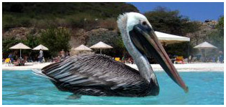 Curacao Pelikan